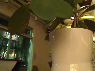 Piacere, sono Midori-san.Ho un blog e...sono una pianta!