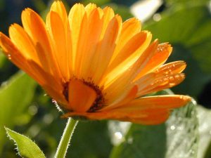 Come convertire PDF in JPG tramite PDF-XChange Viewer